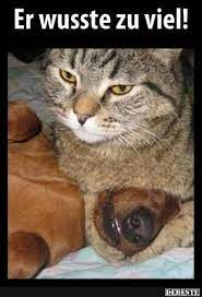 Babys sind oft für top 100 lustige bilder zum lachen. Debeste De Lustige Tierfotos Lustige Tierbilder Lustige Tiermemes