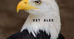 النسر الاصلع او الامريكي او نسر الرخماء كل المعلومات عنه the american eagle vets animals bald eagle