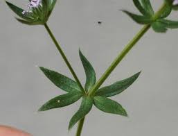 Image result for Sherardia arvensis