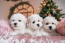 Personalized german shepherd dog photo, dog name small. 40 Christmas Dog Names To Love All Year Long Great Pet Care