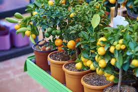The key lime is usually picked while it is still green, but it becomes yellow when ripe. Growing Dwarf Citrus Trees In Indiana The Forest Flower
