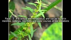 Image result for Ammannia baccifera