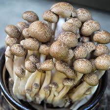 Failing to take this into account will lead to bugs, mold spores, and other unhealthy things taking over your project. Shimeji Mushrooms How To Find Choose Use
