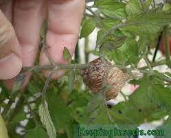 Caring For Mantis Ootheca And Eggs Keeping Insects Praying Mantis Insects Eggs