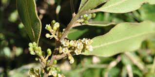 Image result for Euclea