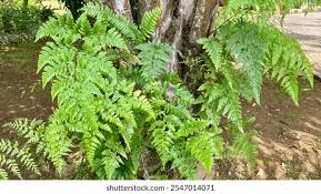 Image result for Rumohra adiantiformis