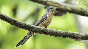 Bahkan sangat pandai untuk meniru suara atau bunyi yang didengar di sekitarnya, misalnya suara burung lain. Mengenal 4 Jenis Burung Kedasih Atau Wiwik Yang Di Mistiskan Hewanpedia