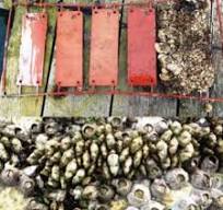 paint & coating used Bactericidal and Fungi Umiguard ...
