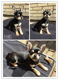 Black Apple Head Chihuahua Bobbi My Four Month Old Black And Tan Short Hair Apple Head Chihuahua 3 Apple Head Chihuahua Chihuahua Pet Dogs