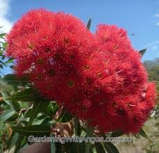 Flowering trees are among the most prized specimens of the yard, making a bold statement and often heralding the return of warmer weather in northern climates. Red Flowering Gum