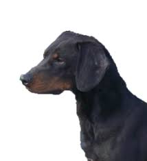 Black and tan, with a smooth coat, the montenegrin mountain hound was called black hound in the past. Other European Breeds Worldly Dogs