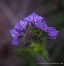 Image result for Solanum sp. B