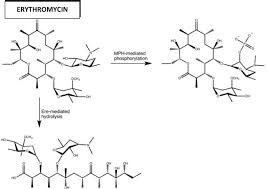 Image result for Extended Spectrum Macrolide