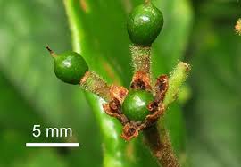 Image result for Beilschmiedia