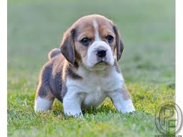 However, all golden retrievers cost about the same amount when you consider all of the other expenses that you can expect to incur. Beagle Puppy Cost In Kerala