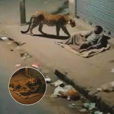 Leopard forms unlikely bond with homeless man