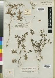 Image result for Ancylobothrys scandens
