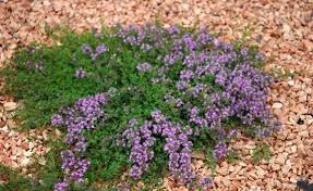 Nicht nur im garten passen thymian und rosmarin gut zusammen. Garten Thymian