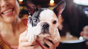 Tusindvis af nye billeder af høj kvalitet tilføjes hver dag. Why French Bulldogs And Dachshunds Are On Trend Abc News Australian Broadcasting Corporation