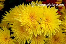 Pin On Chrysanthenums