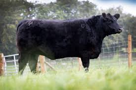Aberdeen angus cattle specialists varis aberdeen angus in forres, inverness are bull farmers who breed quality bulls and beef cattle, these livestock breeders have been breeding pedigree aberdeen angus bulls for over 20 years in scotland. Stock For Sale Millclose Aberdeen Angus Aberdeen Angus Cattle Society