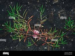 Image result for Lepidagathis scariosa