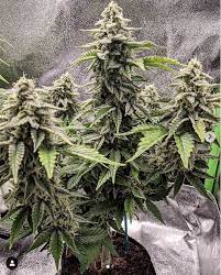 Jan 09, 2021 · since led lights are usually preferred for grow tents, we will only discuss best led grow lights in the market for your tent. Best Led Grow Lights For 4x4 Grow Tents Pictures Specs And More