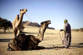 During the hottest months, a camel's temperature may fluctuate between 93 and 105 degrees fahrenheit (33 to 40. Chad As Deserts Spread South Pastoralists Face Scarcity And Drought Minority Rights Group