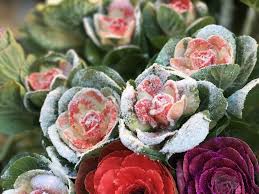 Per combattere il grigiore dell'inverno coltivate sul vostro balcone e nel vostro giardino i fiori invernali: Giardino D Inverno Come Proteggere Le Piante Assistenza Casa