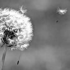 Bilder pusteblume schwarz weiß zu spitzenpreisen. 15 Pusteblume Ideen Pusteblume Schwarz Weiss Fotos Schwarz Weiss