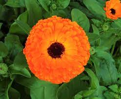 The colour of marigold flowers ranges from yellow and gold to orange, red and mahogany. Calendula Officinalis Wikipedia