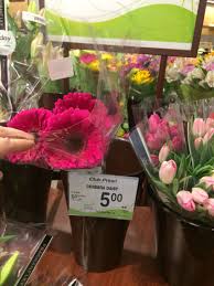 Currently, safeway floral is running 0 promo codes and. Perfect Shade Flower In Safeway Shade Flowers Gerbera Daisy Gerbera