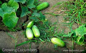 See full list on garden.eco Growing Cucumbers Herbazest