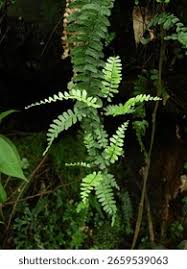 Image result for Asplenium normale