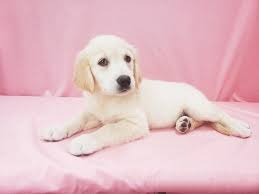 The golden retriever is said to have originated in scotland around 1835 as a sportsman's companion that would retrieve prey without damaging it. English Cream Golden Retriever Dog Female Golden 2732140 Petland Las Vegas Nv