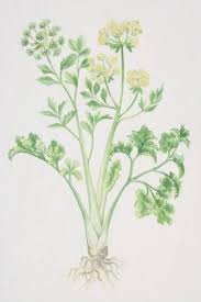 Image result for Apium graveolens