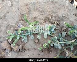 Image result for Euploca ovalifolia