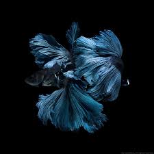 Capture The Moving Moment Of Blue Siamese Fighting Fish Isolated On Black Background Betta Fish Betta Fish Siamese Fighting Fish Betta