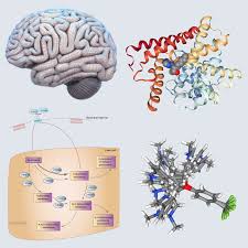 The cns is so named because the brain integrates the received information and coordinates and influences the activity of all parts of the bodies of bilaterally symmetric animals—i.e. Homepage Central Nervous System