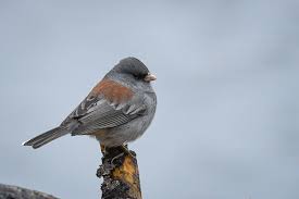 Sounds Dark-eyed Junco - Rocky Mountain National Park (U.S. National Park  Service)