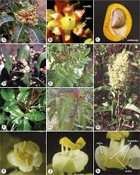 Image result for Rutaceae