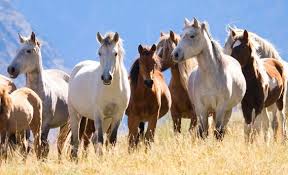 Image result for photos of horses