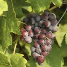Grape vine flowers for sale. Buy New York Muscat Grape Vines For Sale Double A Vineyards
