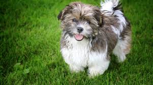 We have an adorable litter of teddy bear puppies ready now! Teddy Bear Dog Breeds 20 Adorable Pups With Pictures