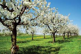 Maybe you would like to learn more about one of these? Cherry Tree And Fruit Britannica