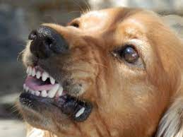 Oftentimes all types of aggressive behaviors look similar—snarling, growling, lunging, barking—but most are rooted in fear. Is My Puppy Aggressive Quiz All On Dog Behavior Dogtrainingpedia Com