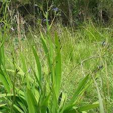 Image result for Aristea ecklonii