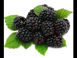 They're delicious in this blackberry cheesecake galette from smitten kitchen. Black Berry Fruit In Hindi