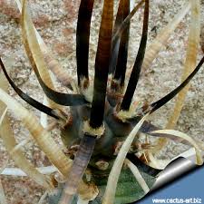 Aptly named because it's a big scaredy cat, chicken, coward, downright wuss! Tephrocactus Articulatus Var Papyracanthus
