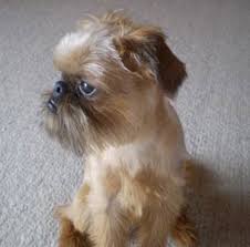 As with all breeds, the nails should be trimmed regularly. Short Haired Shih Tzu Puppies For Sale Novocom Top